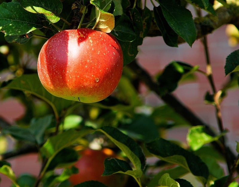 Orchard Retreats